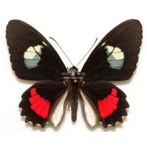 PARIDES IPHIDAMAS